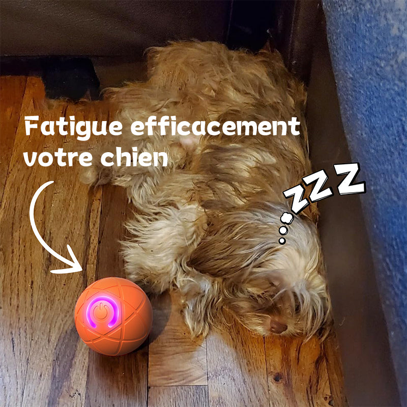 ✨Nouveauté 2025 -50 % de réduction - Balle rebondissante pour chats 🐱 et chiens 🐶