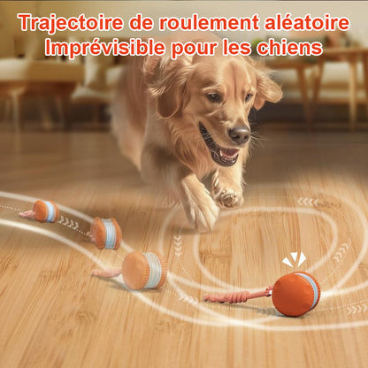 🐶Le YOBENSUN™ – Gardez votre animal détendu, heureux et épanoui 🐾